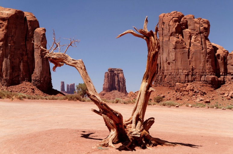 Wüste mit vertrocknetem Baumstamm