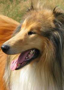 Lassie - Eine abenteuerliche Reise (Poster)