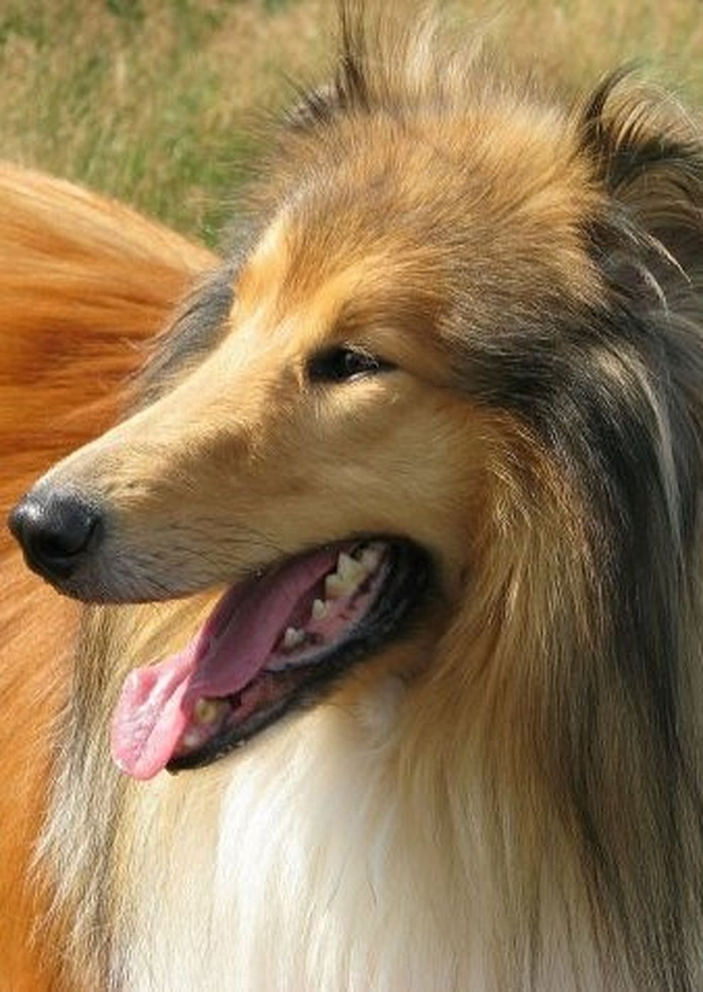 Lassie Come Home (Lassie - Eine abenteuerliche Reise) - Cineuropa