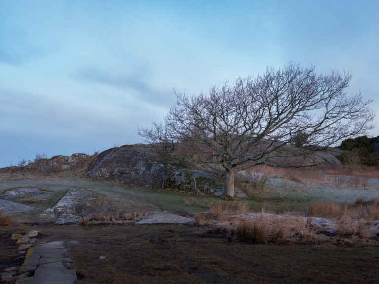 Ein einsamer Baum steht auf einer kahlen, kleinen Insel.