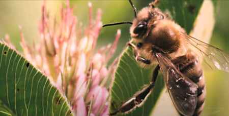 „More than Honey“: Man sieht eine gesunde Biene, die auf einem Blatt sitzt, im Hintergrund sind rosa Blüten.